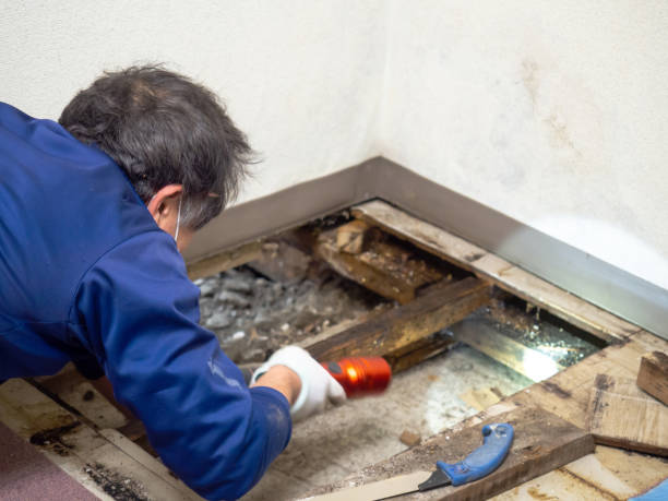 Best Post-Flood Mold Remediation in Wills Point, TX