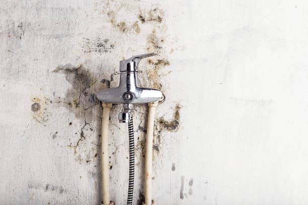 Best Kitchen Mold Remediation in Wills Point, TX