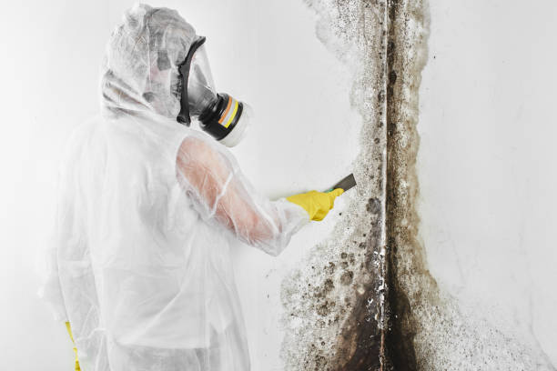 Best Mold Remediation for Specific Building Types in Wills Point, TX