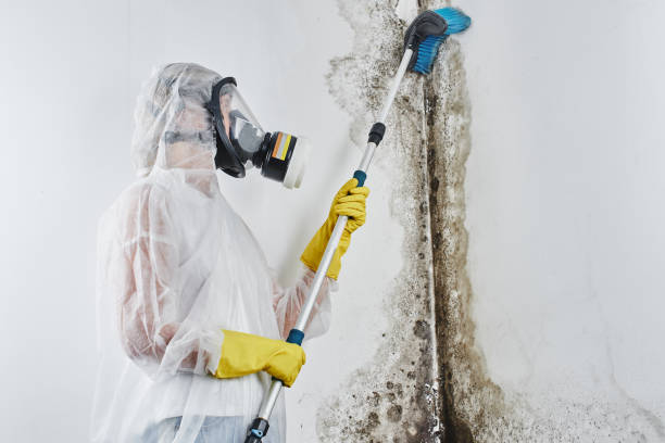 Best Basement Mold Remediation in Wills Point, TX
