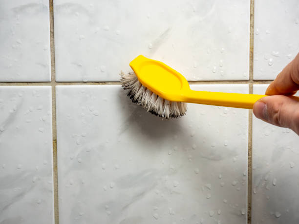 Best Preventive Mold Services in Wills Point, TX