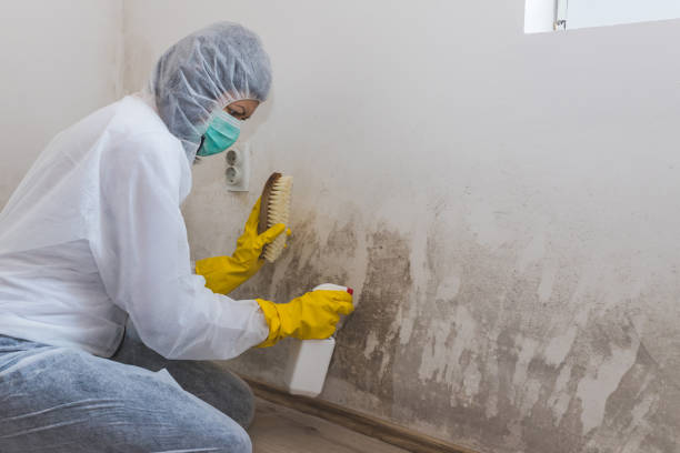 Best Industrial Mold Remediation in Wills Point, TX