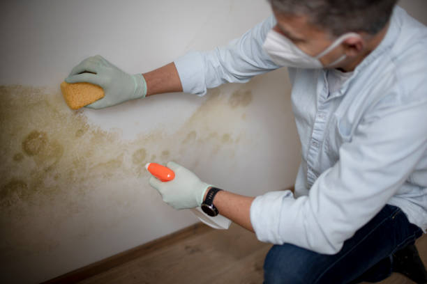Best White Mold Remediation in Wills Point, TX