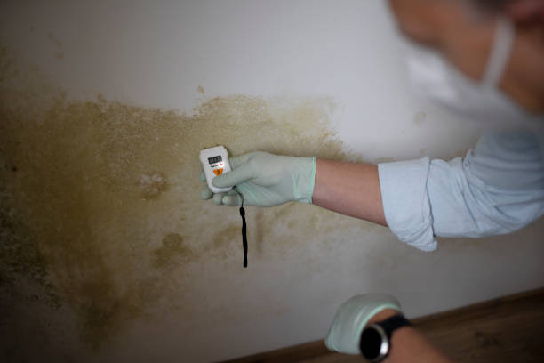 Best Health and Safety Mold Remediation in Wills Point, TX