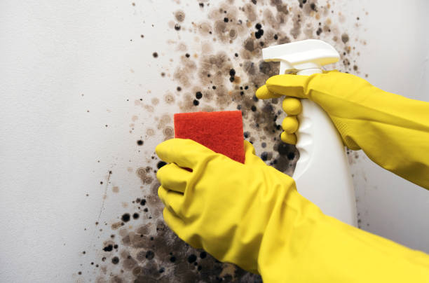 Best Residential Mold Remediation in Wills Point, TX