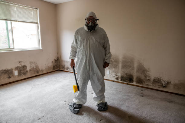 Best DIY Mold Remediation Support Services in Wills Point, TX