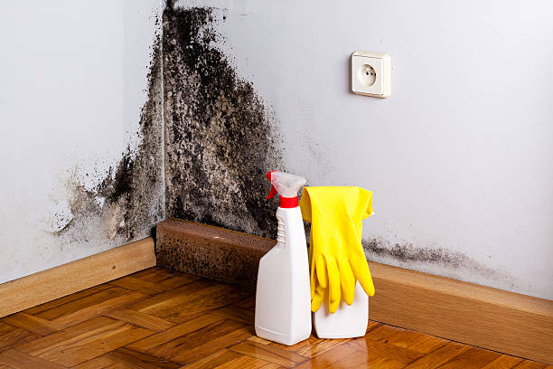Best Insurance-Related Mold Remediation in Wills Point, TX