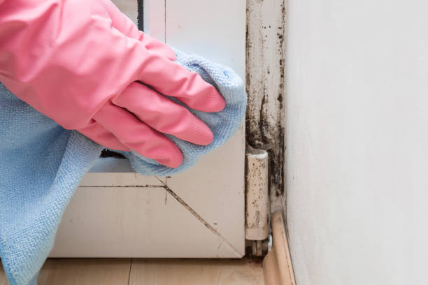 Best Mold Testing and Inspection Services in Wills Point, TX