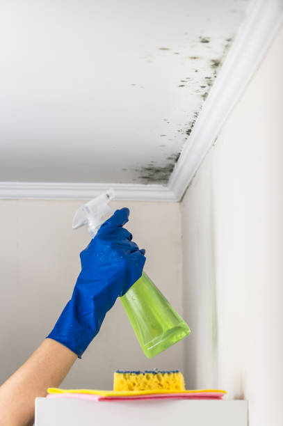 Best Bathroom Mold Remediation in Wills Point, TX