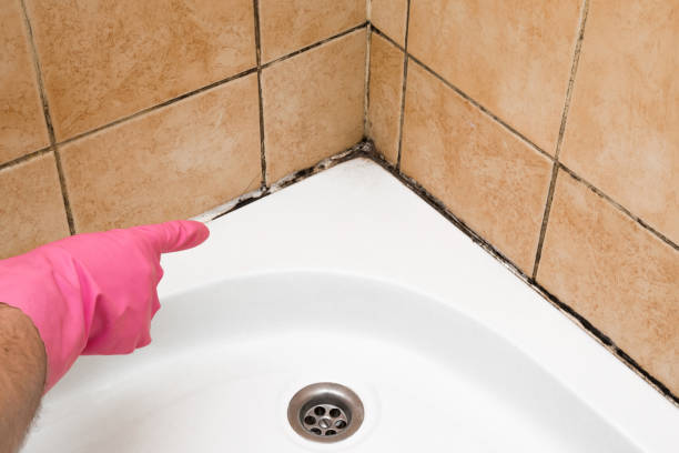 Best Black Mold Remediation in Wills Point, TX